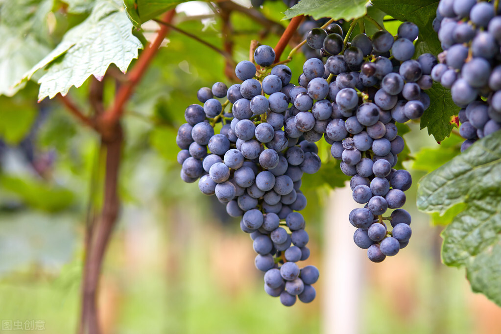 中国葡萄种植始于夏朝之前，春秋战国时期传入中原地区