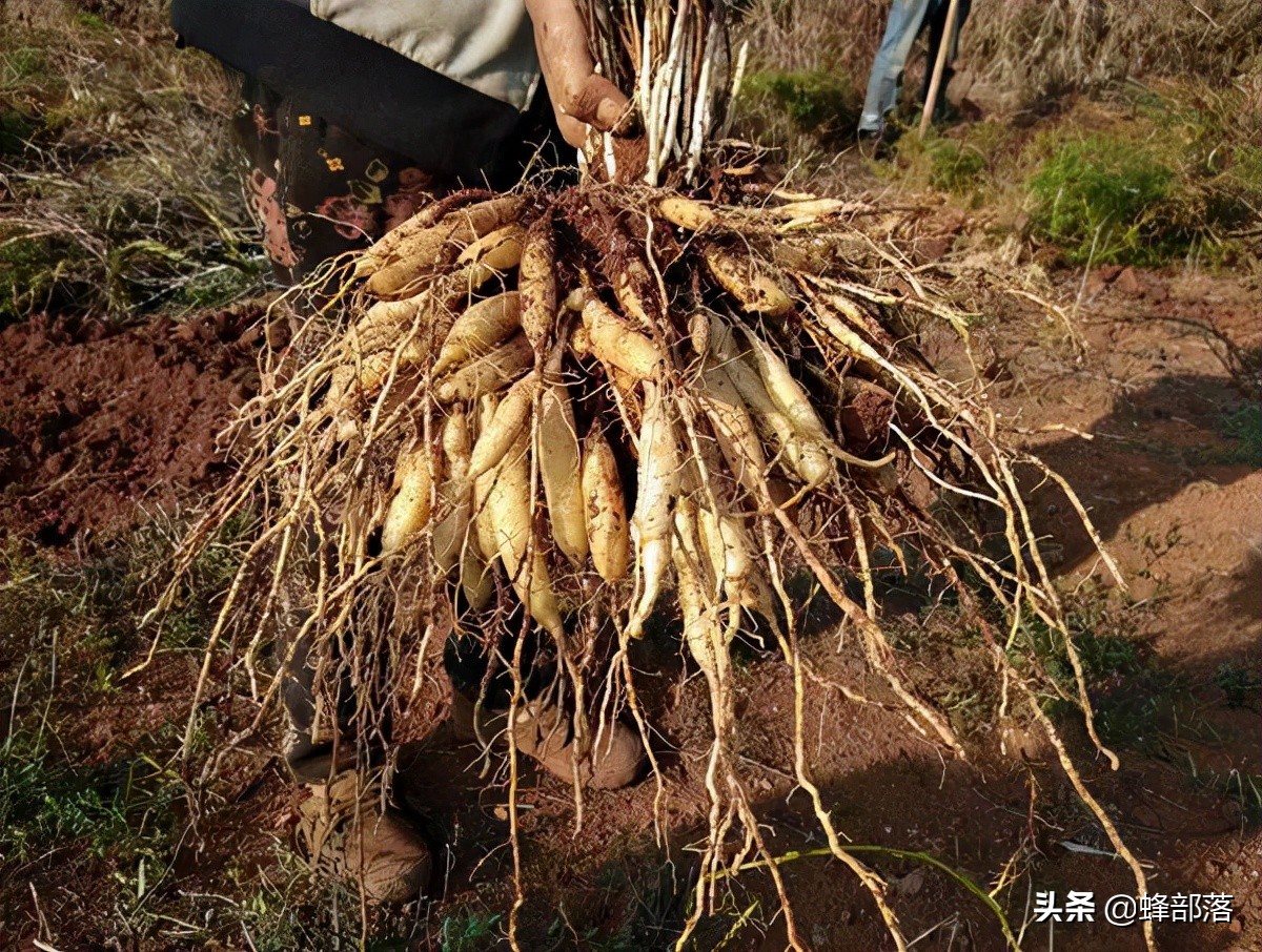 2022年农村种植什么好？中药材种植商机已现，提前了解