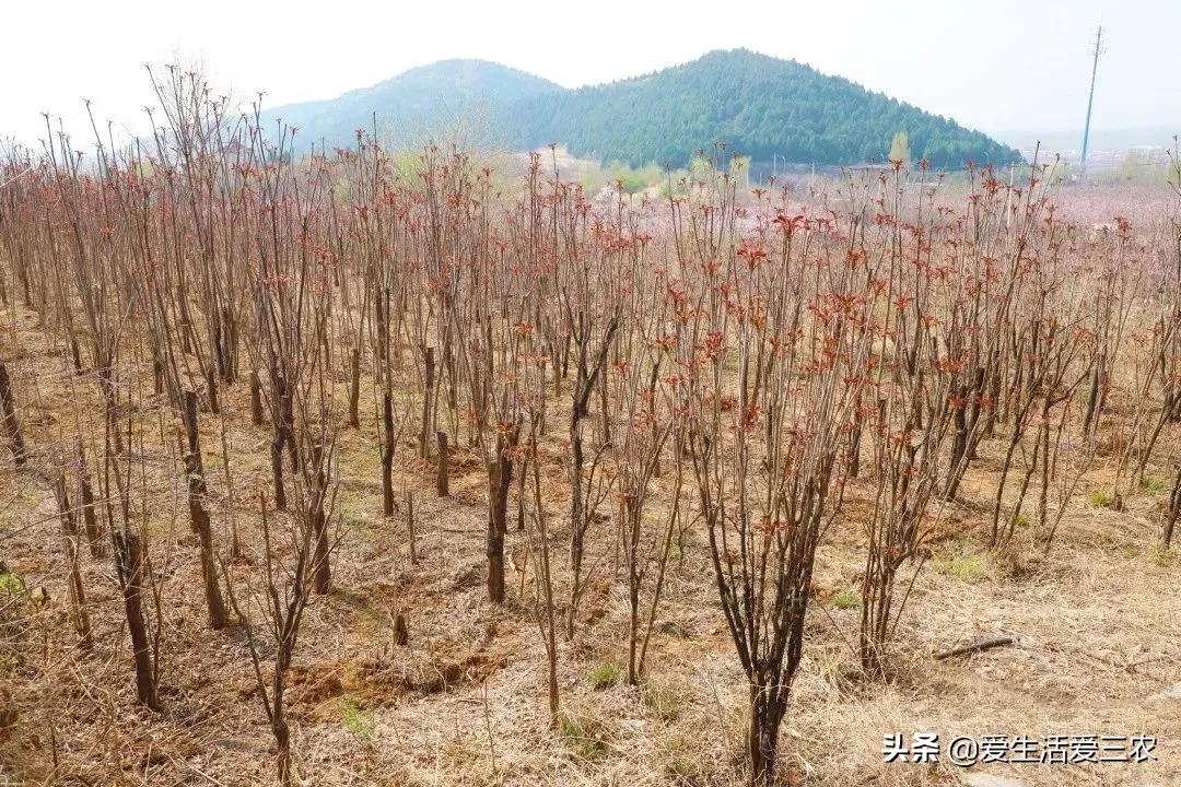 打工还不如种菜，这几种收益高、容易种植的蔬菜值得推荐