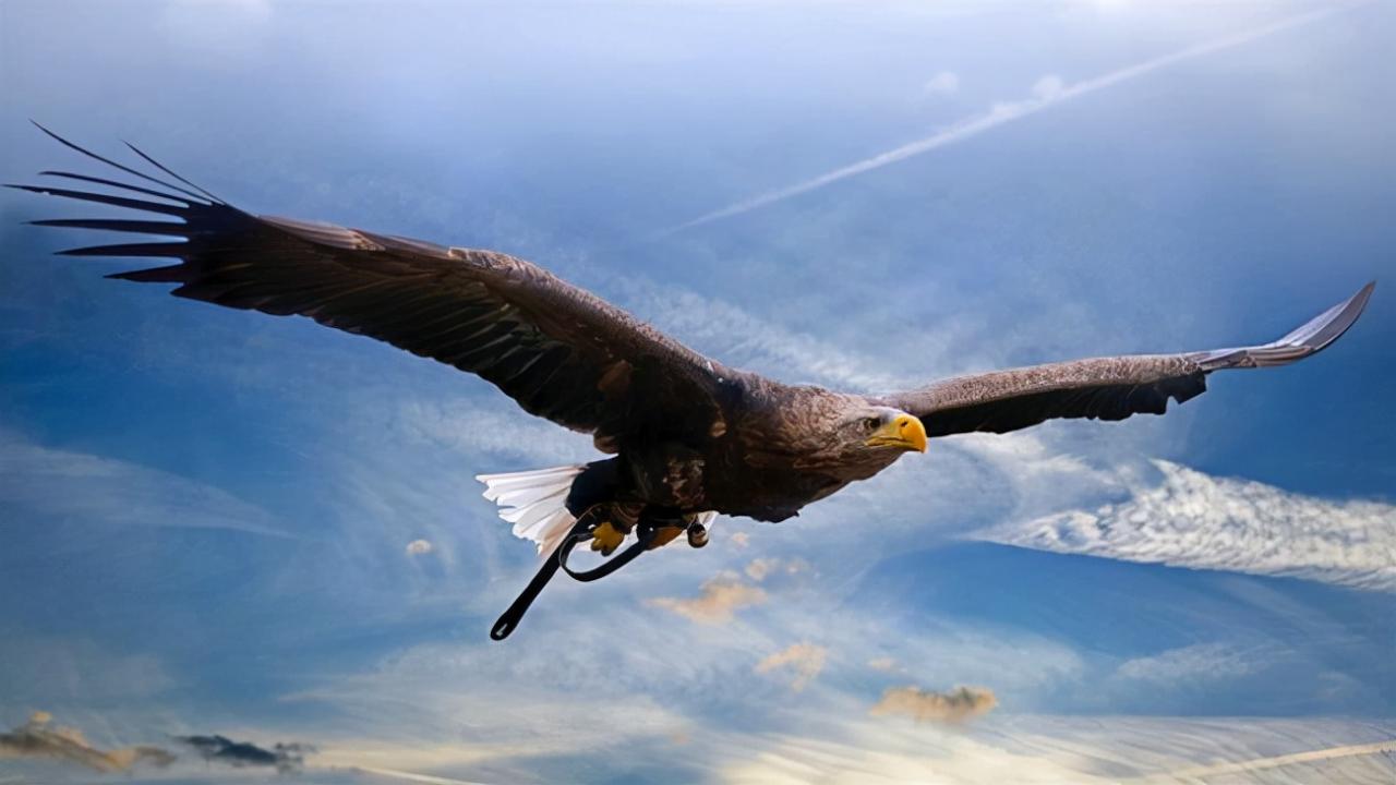 世界上最大的老鹰—安第斯兀鹰