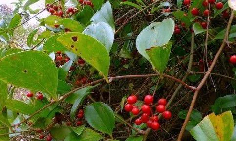 金刚藤：根茎坚硬刀斧难以砍断，是祛风湿的好药材