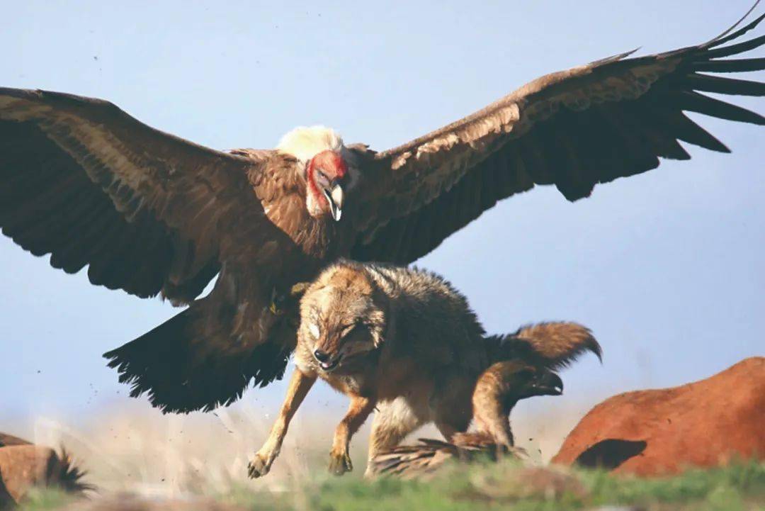 世界上最大的老鹰—安第斯兀鹰