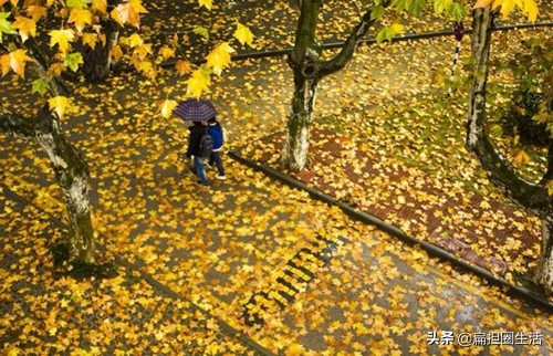 诗人为何都惯用“秋雨寄相思，梧桐抒忧愁”，这两种意象来抒情？