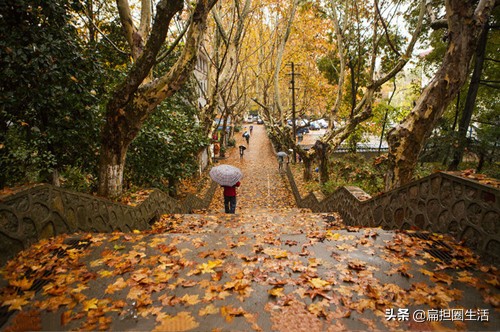 诗人为何都惯用“秋雨寄相思，梧桐抒忧愁”，这两种意象来抒情？