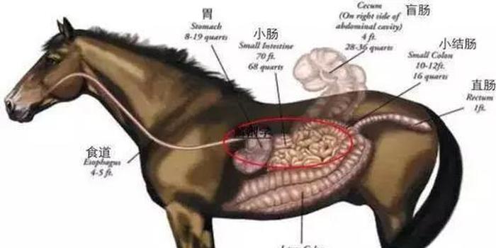 奇怪：马和牛都是吃草的，为什么马不是反刍动物？