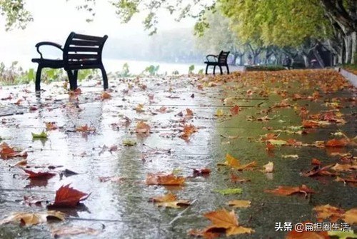 诗人为何都惯用“秋雨寄相思，梧桐抒忧愁”，这两种意象来抒情？