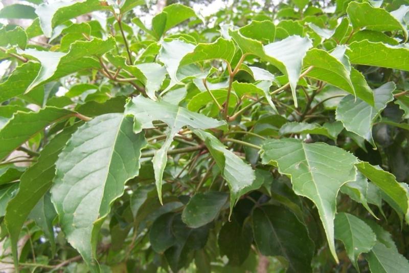 多用途彩叶树种——重阳木