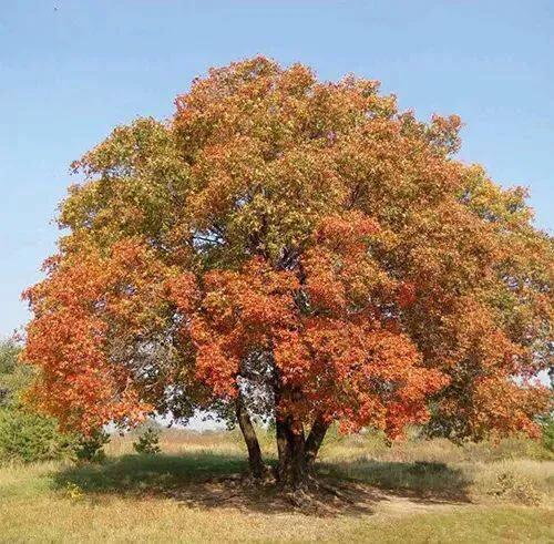 10种绝美秋叶树种