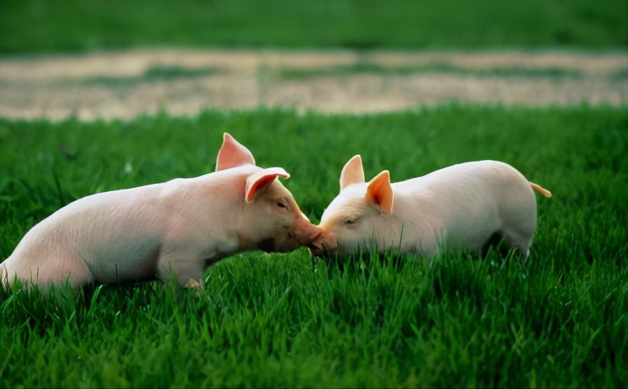 猪场中常见的三种饲料添加剂，抗病催肥效果好