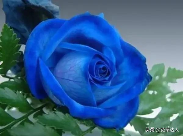 蓝色妖姬的花语和寓意，适合送什么人？