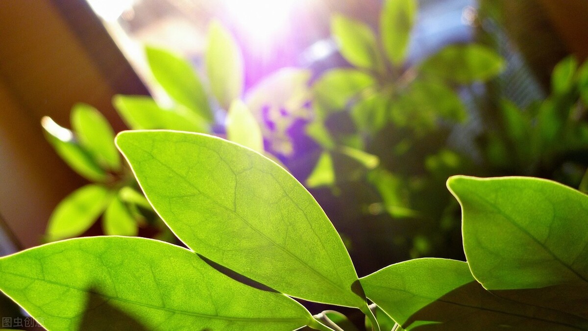 芸苔素怎么选？哪种芸苔素最好？看完这篇一定有用