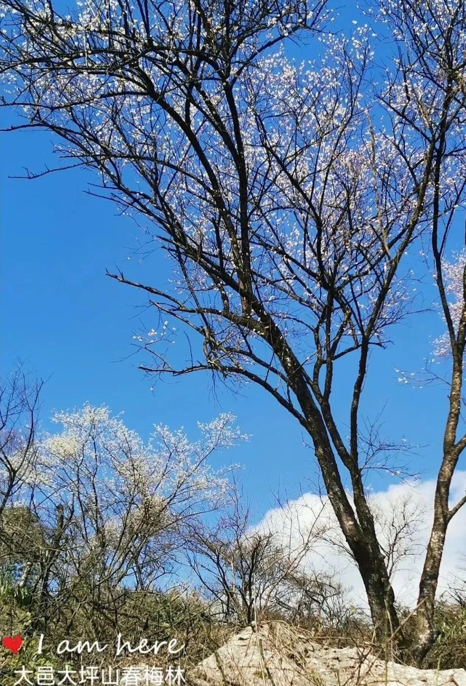 成都周边10处踏青好耍地！徒步吸氧赏花，全都免费