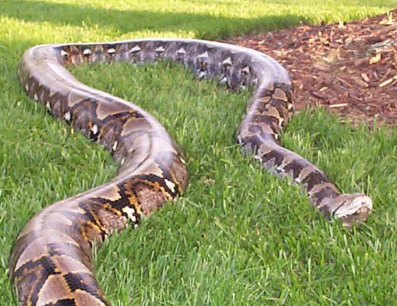 世界十大最巨大的蟒蛇！最长的十几米！