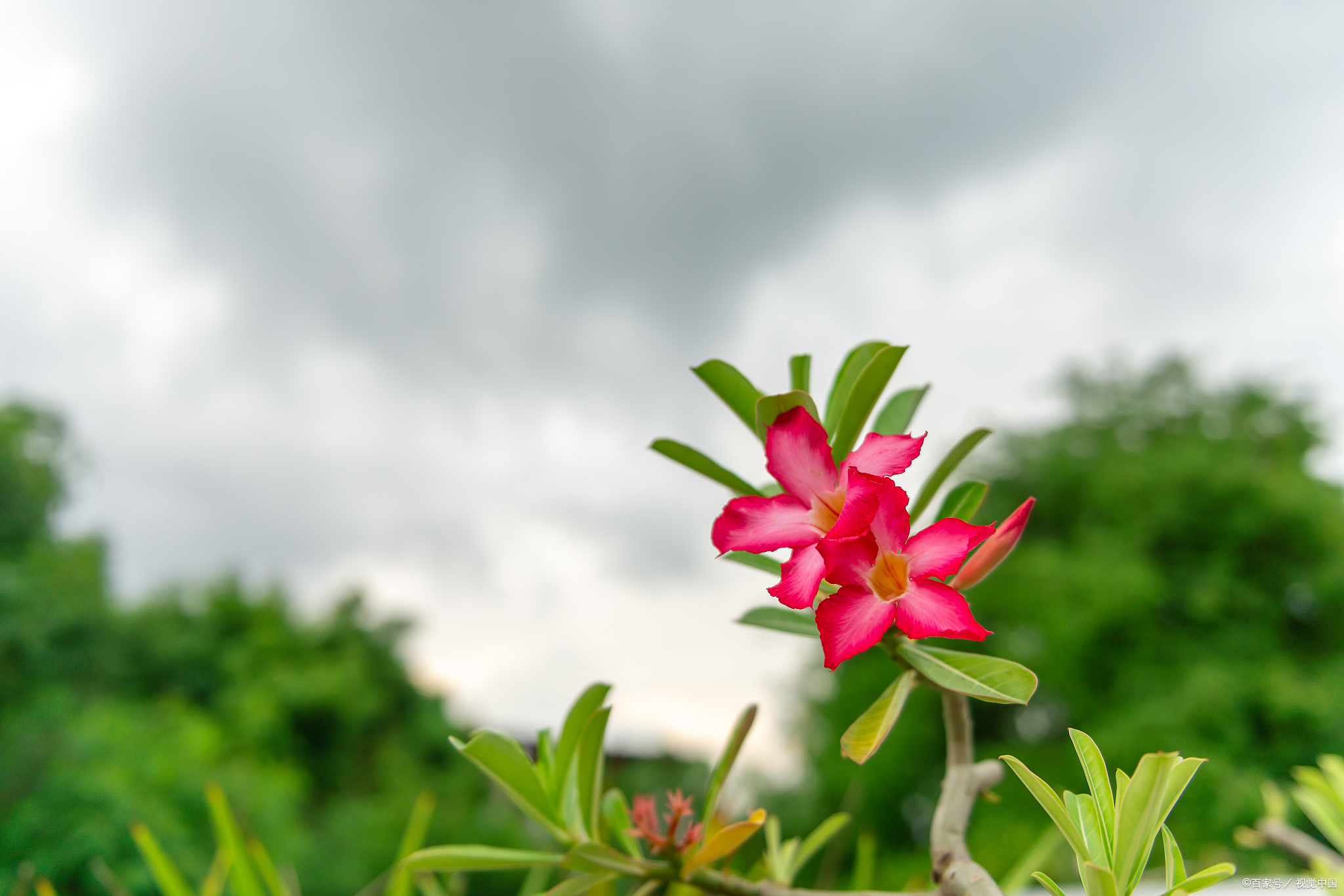 10种代表夏天的植物，我觉得是这些，你认为呢？