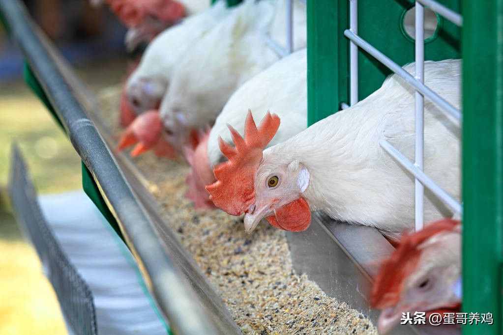 老兽医：家禽8种常见饲料添加剂的功效及使用，农村养鸡人看看吧