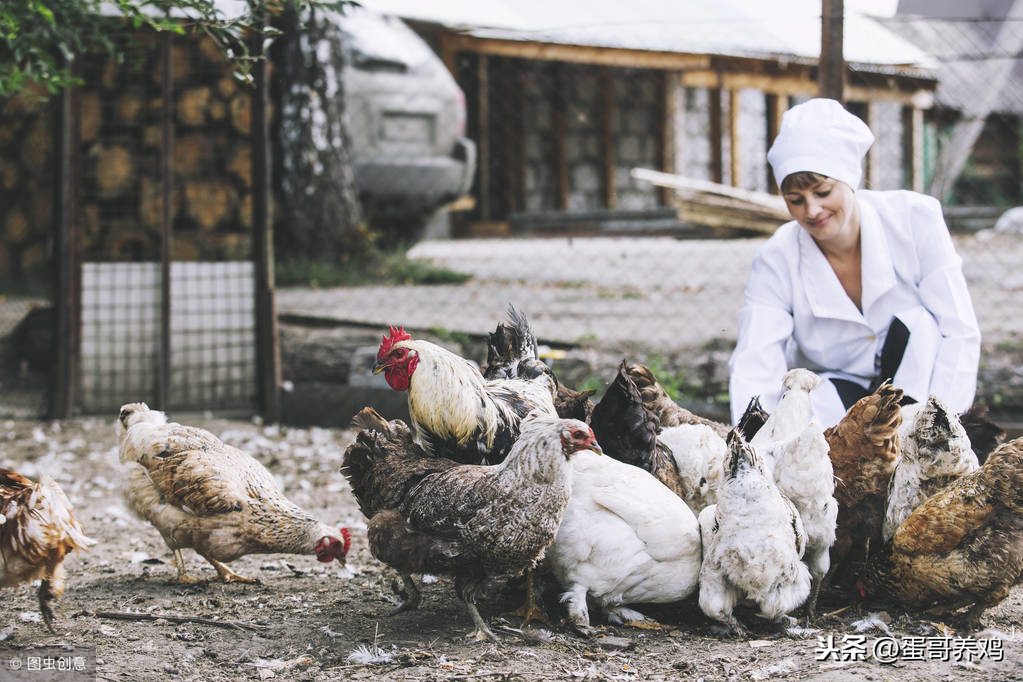 老兽医：家禽8种常见饲料添加剂的功效及使用，农村养鸡人看看吧