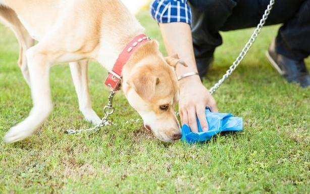 狗狗爱吃塑料袋的原因，不要忽视了