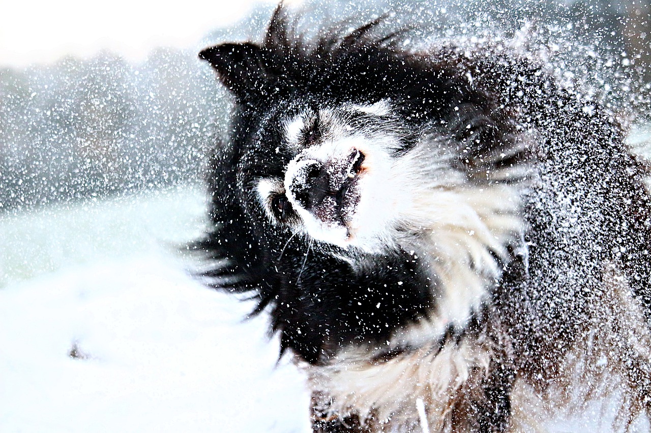 梦到下雪预示了什么？