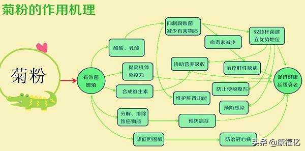 康福亿健康小知识：菊粉是什么，功效与作用如何