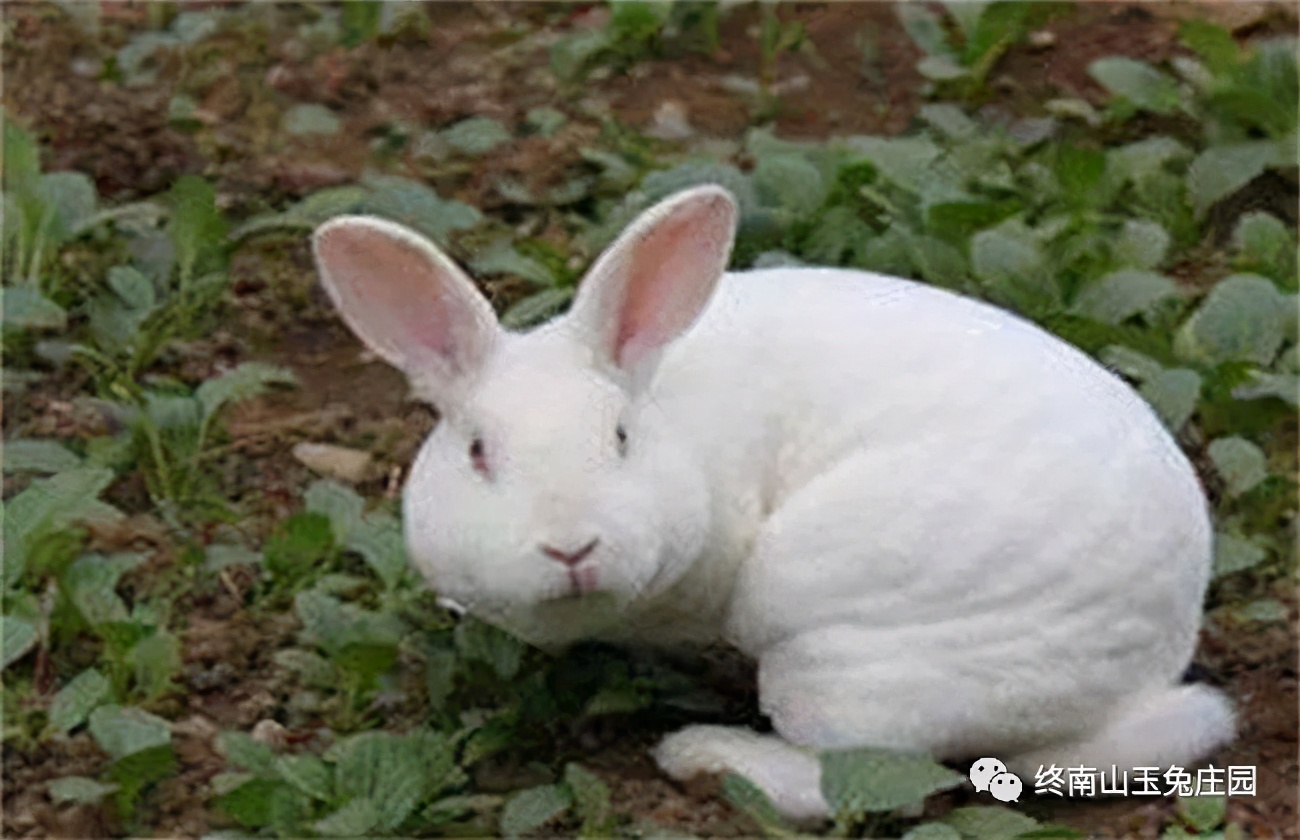 怎么提高种兔的繁殖力