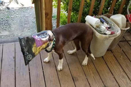 狗狗爱吃塑料袋的原因，不要忽视了