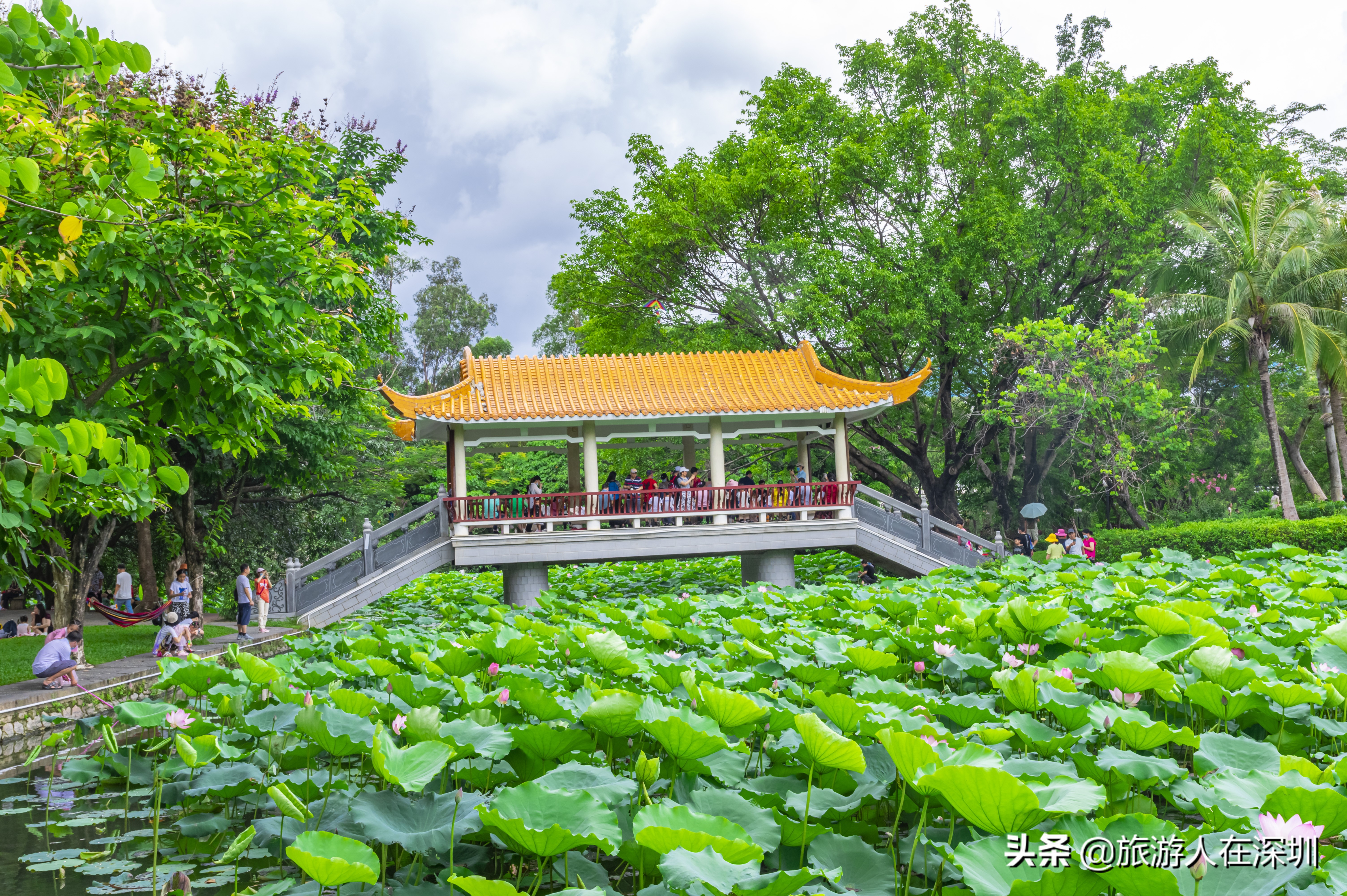 实拍深圳洪湖公园，作为一个网红生态公园，是休闲娱乐的最佳去处