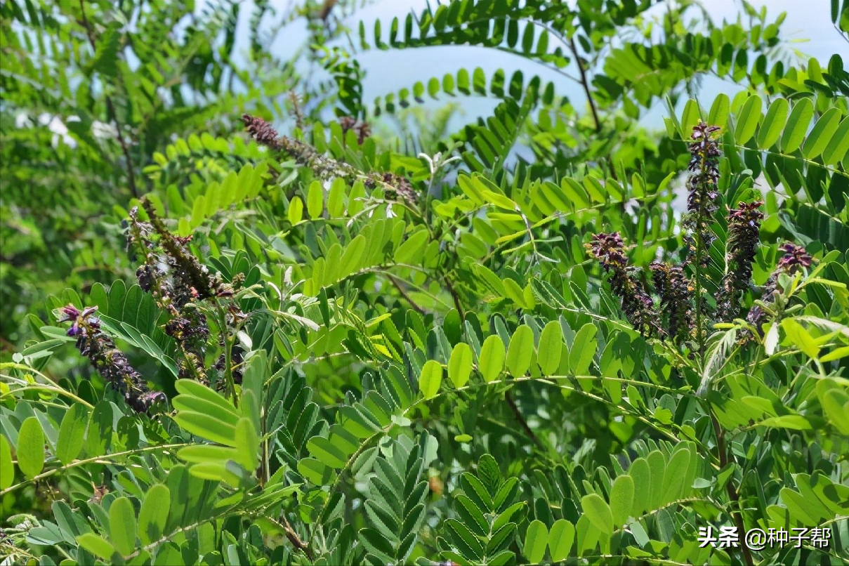 同样是防风固沙树种-紫穗槐，不仅绿化效果好、还能作绿肥和饲草