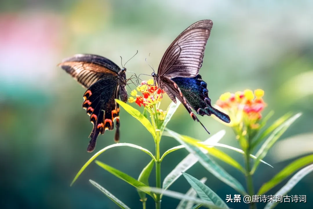 18首春分诗词，送你最美的春日风光