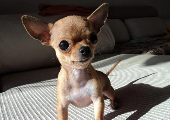全球体型最小的狗——“吉娃娃”，你了解吗？