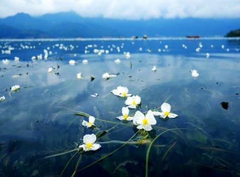 古人为什么用水性杨花形容女子轻浮？其实是明成祖和曹雪芹出了力