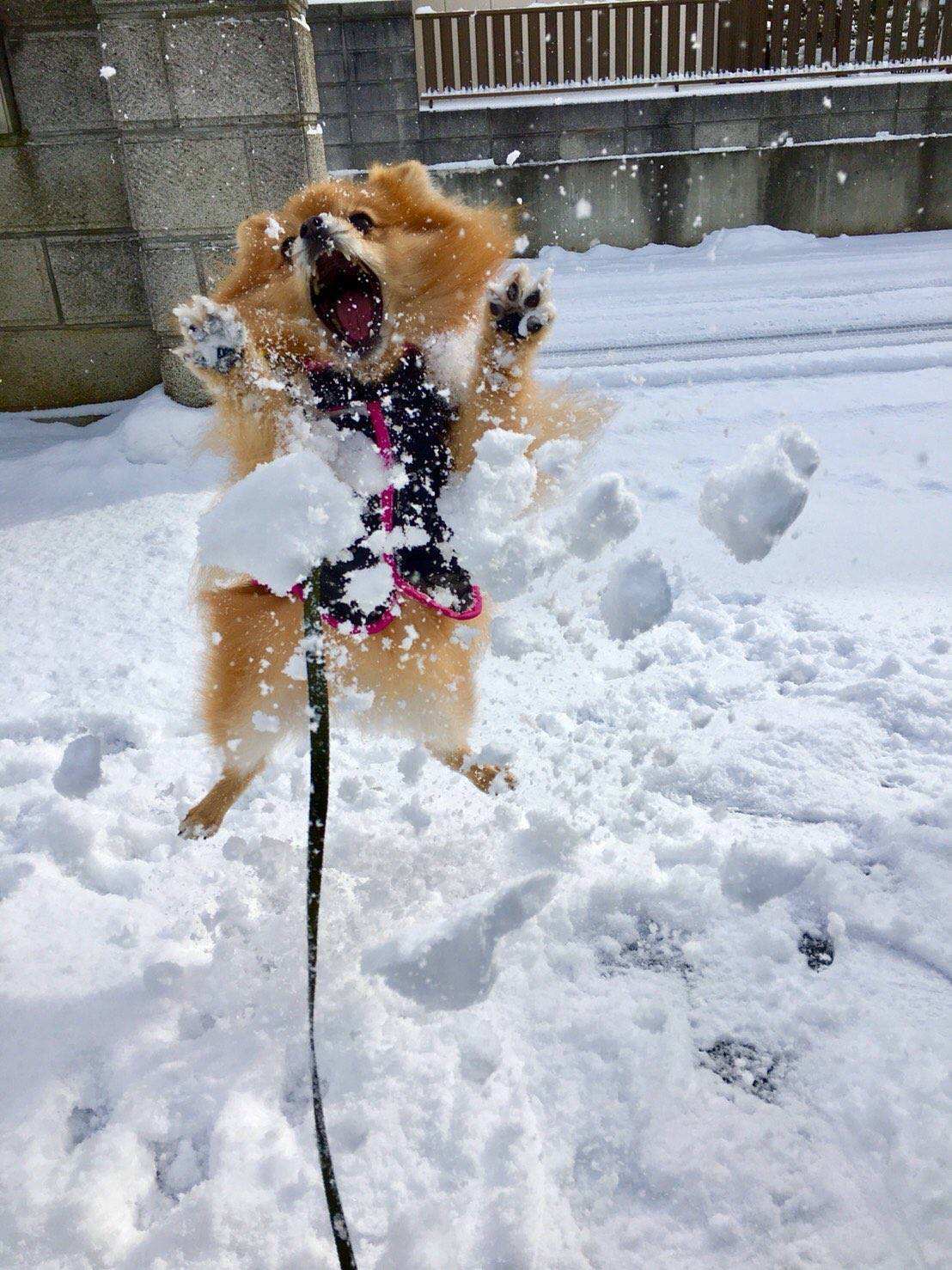 梦到下雪预示了什么？