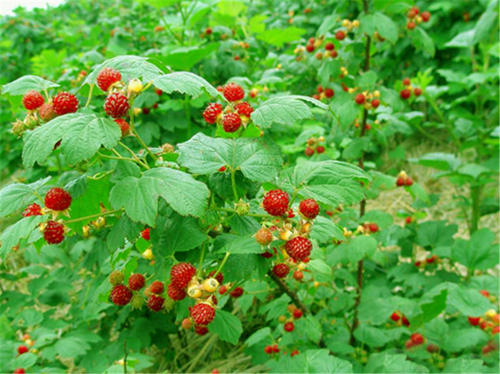 树莓是一种怎样的植物，有什么利用价值