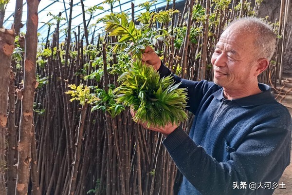 大叔种8分地大棚香椿，第一年挣了12万，今年的行情让他着急了