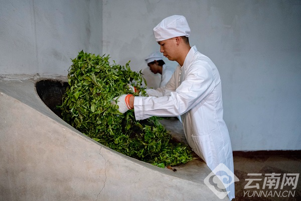 老鲁寨90后茶人和他的创业故事