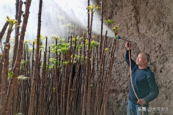 大叔种8分地大棚香椿，第一年挣了12万，今年的行情让他着急了