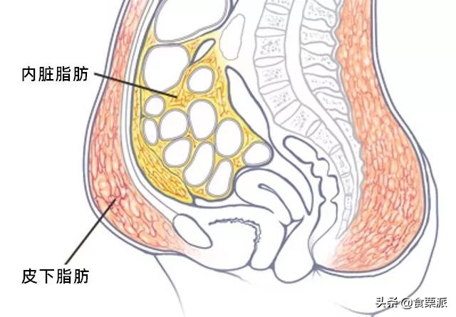 最新腰围标准出炉，快看看你达标了没