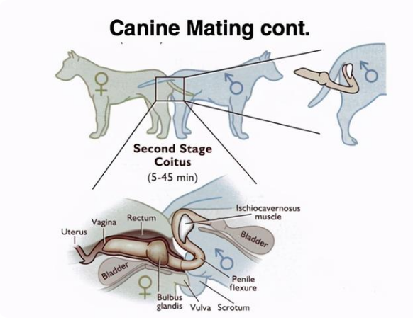 为什么狗狗交配会连在一起，长时间不能分离？