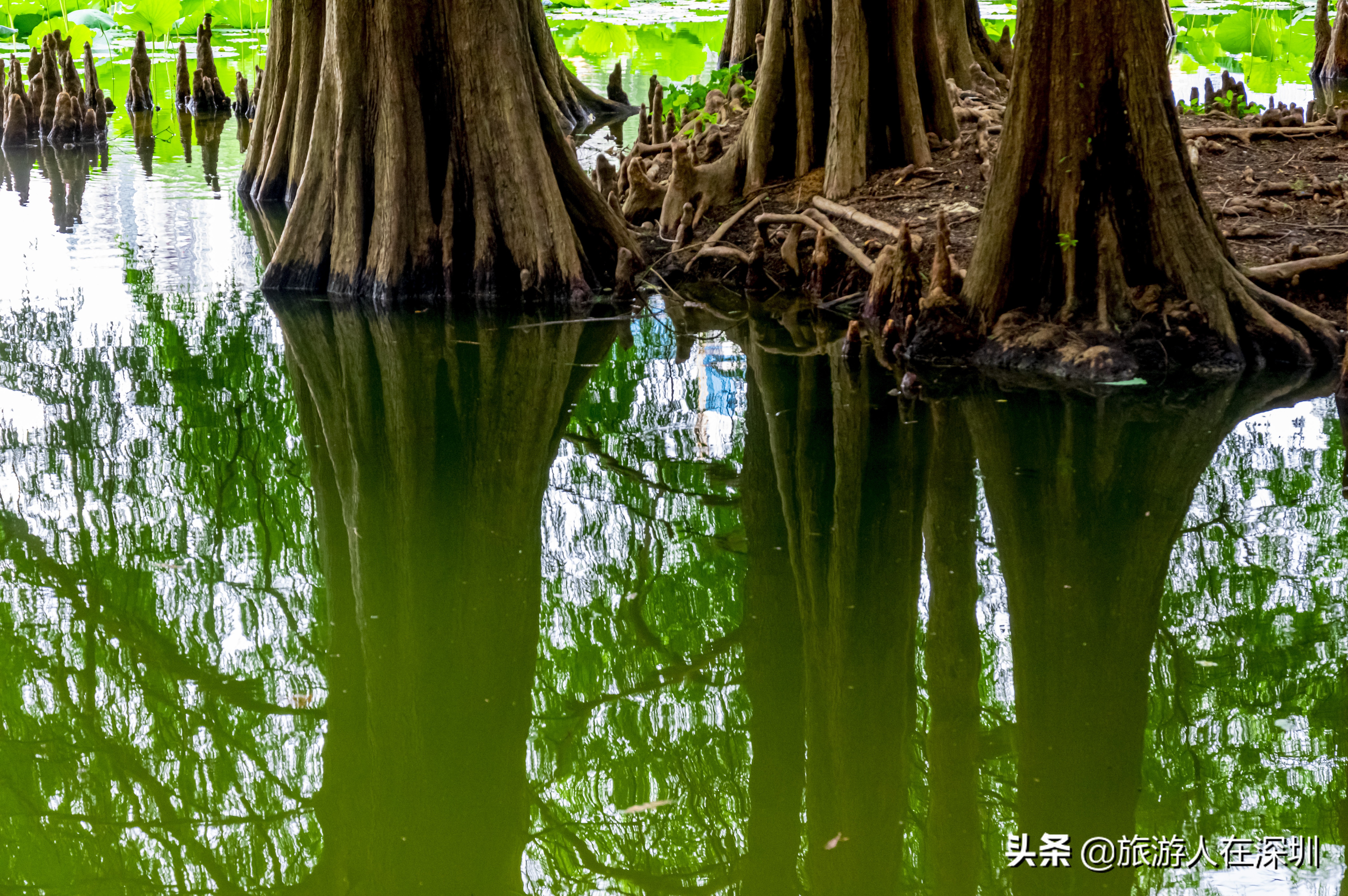 实拍深圳洪湖公园，作为一个网红生态公园，是休闲娱乐的最佳去处