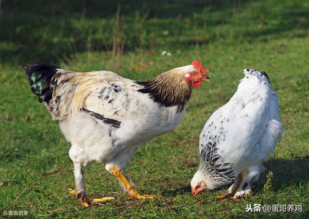 老兽医：家禽8种常见饲料添加剂的功效及使用，农村养鸡人看看吧