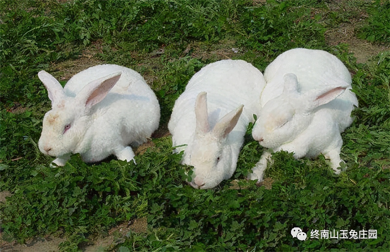 怎么提高种兔的繁殖力