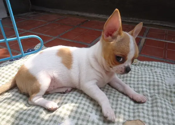 全球体型最小的狗——“吉娃娃”，你了解吗？