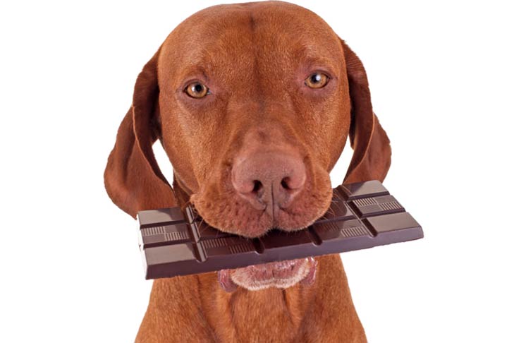 狗狗偷吃了巧克力怎么办？做这三步，帮狗狗争取多一线生机
