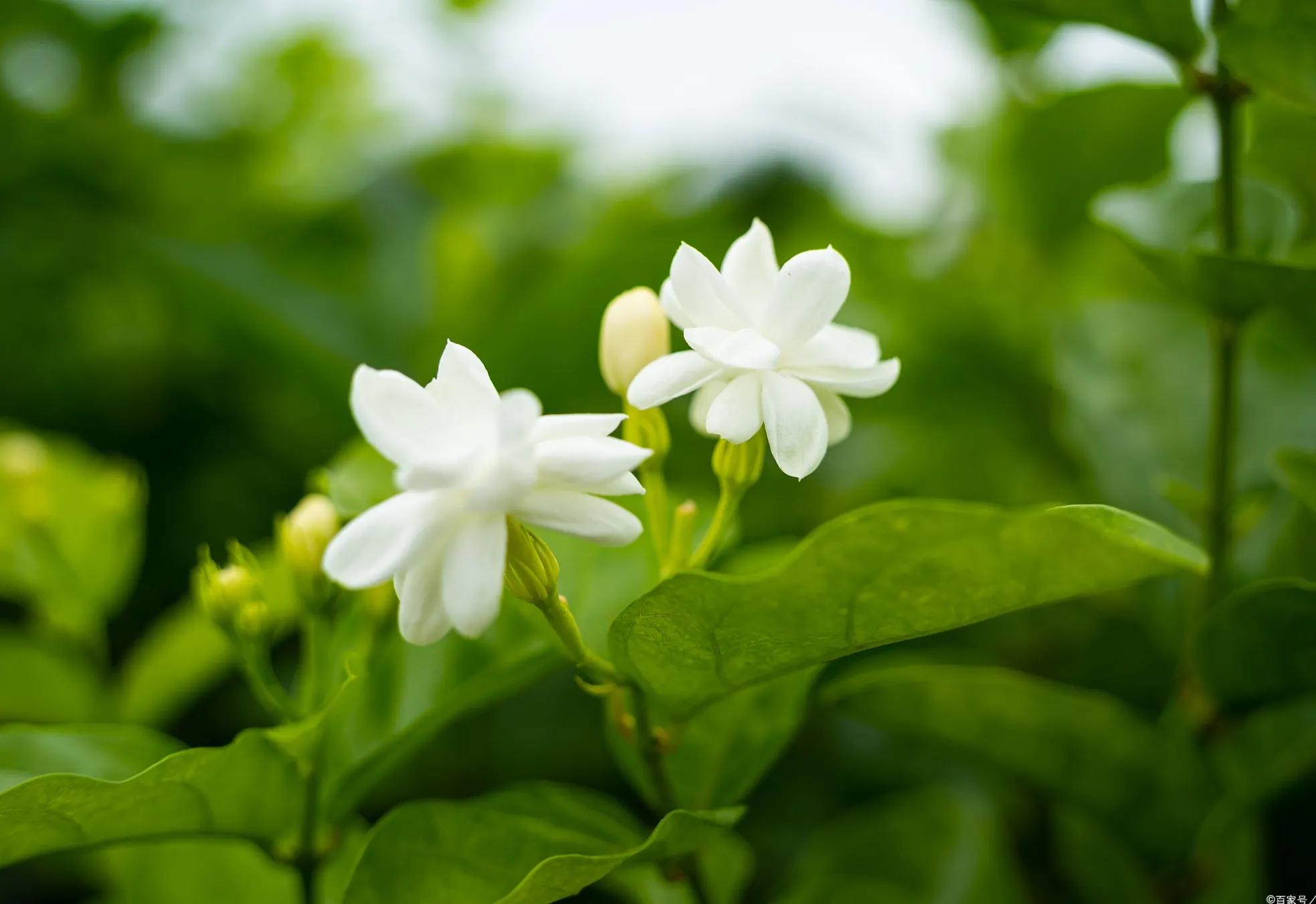 10种代表夏天的植物，我觉得是这些，你认为呢？