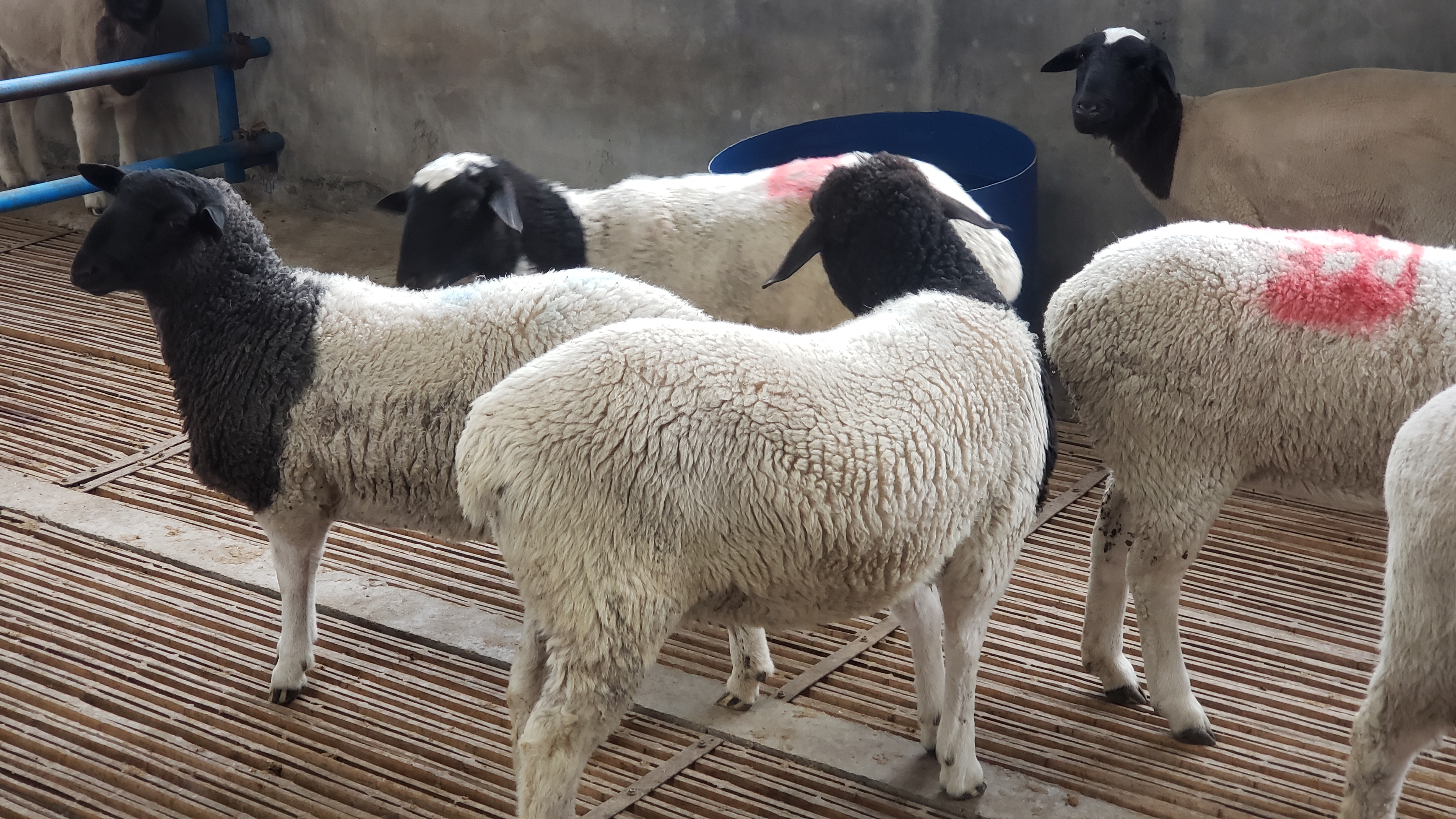 山东杜泊羊的优缺点和市场价格状况你知道吗？