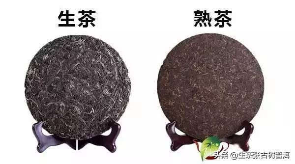 「干货」一分钟教你看懂普洱生茶和熟茶的区别！收藏备用