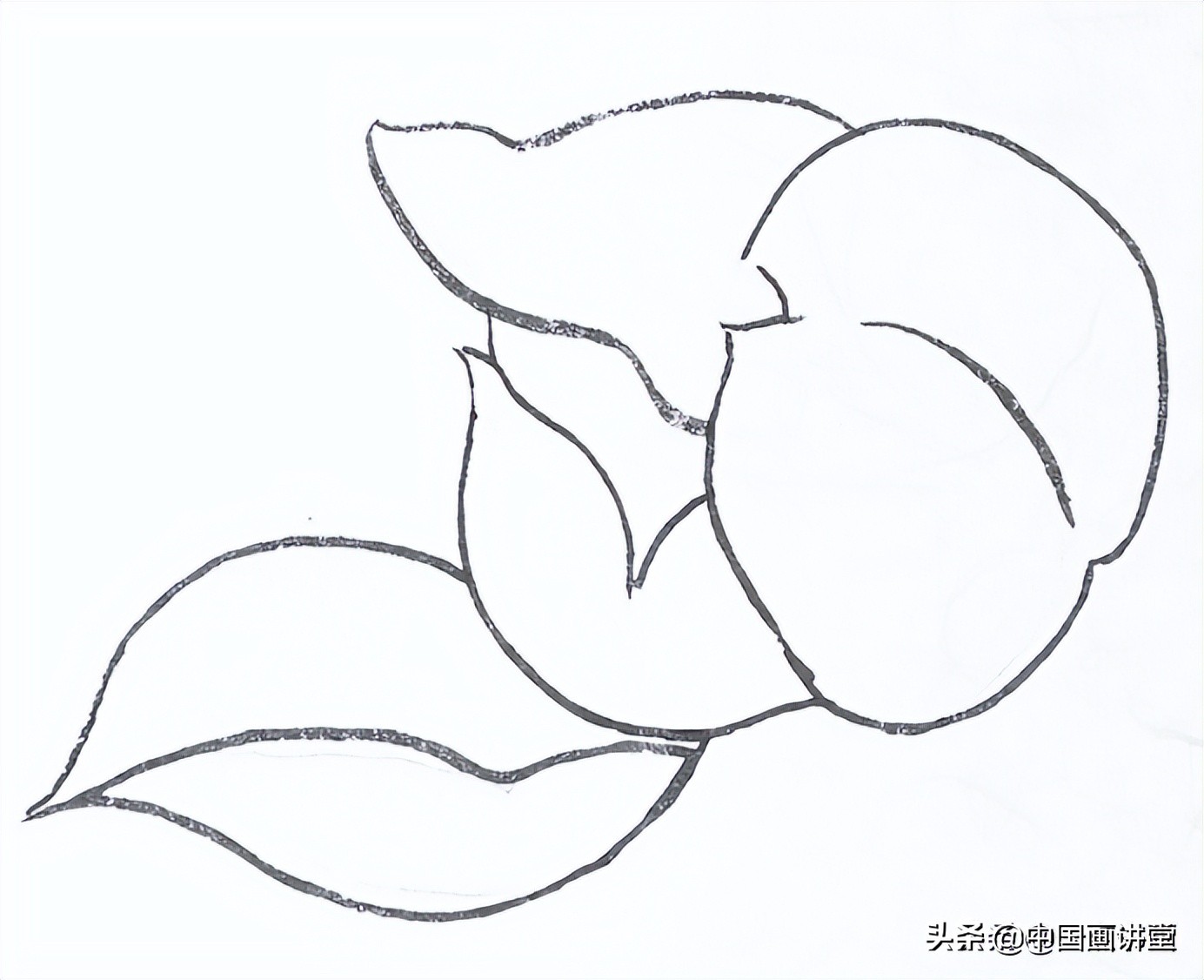 白描玉兰花与桃花画法，简单易上手