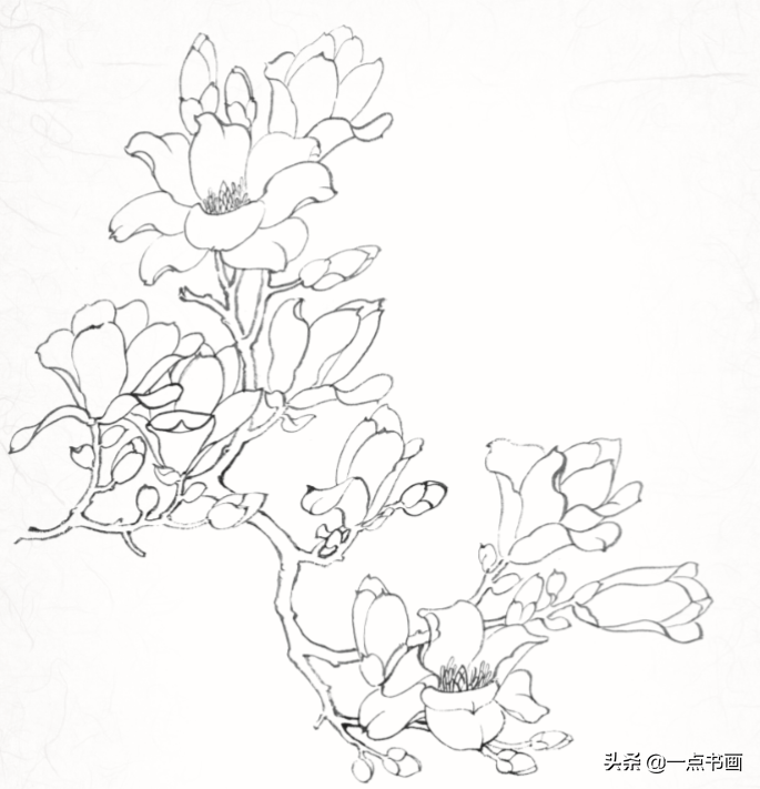 白描玉兰花与桃花画法，简单易上手