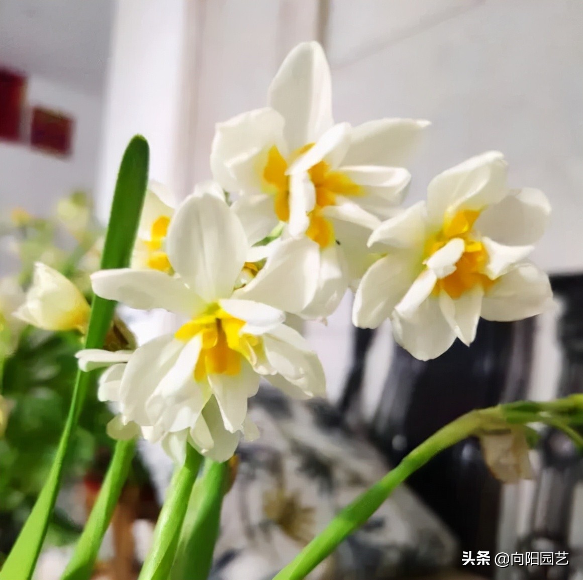 中国10大经典名花，别再养外国花了，本土的花也很好看，开花很美