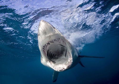 地球上5大体型最大的鱼，大白鲨第三，鲸鲨居榜首却濒临灭绝