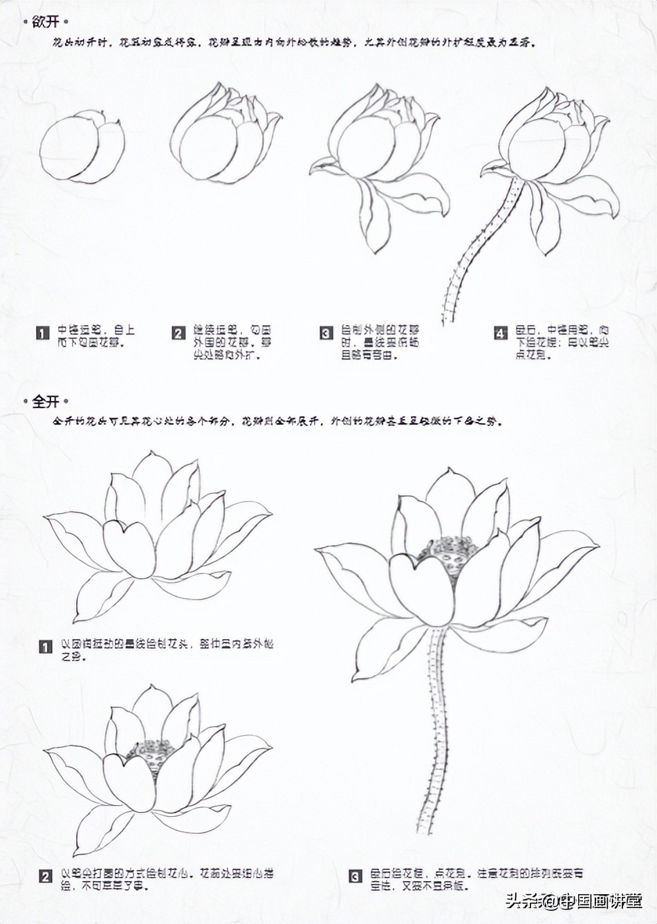 白描玉兰花与桃花画法，简单易上手